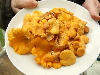 Maison de vacances �/en/au Vara (V�sterg�tland)ou appartement ou maison de vacances