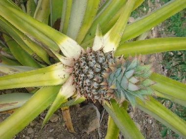 ananas dans le jardin