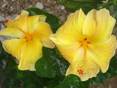 hibicus jaune