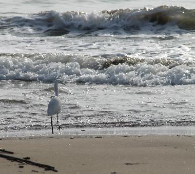 Appartement de vacances /en/au Ardea Roma (Roma)ou appartement ou maison de vacances