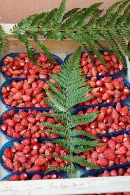 Appartement de vacances /en/au Ardea Roma (Roma)ou appartement ou maison de vacances