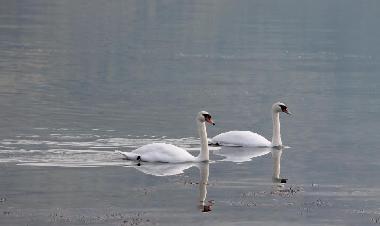 Appartement de vacances /en/au Ardea Roma (Roma)ou appartement ou maison de vacances