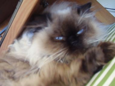 Appartement de vacances �/en/au Tel Aviv (Tel Aviv)ou appartement ou maison de vacances