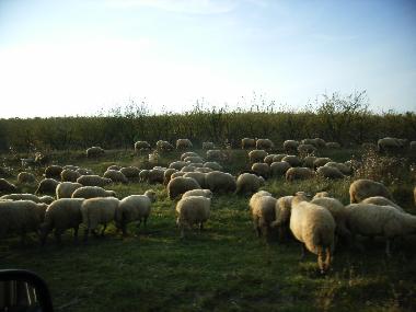 Maison de vacances �/en/au Cund (Mures)ou appartement ou maison de vacances