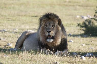 Maison de vacances �/en/au mossel bay (Western Cape)ou appartement ou maison de vacances