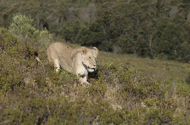 Maison de vacances �/en/au mossel bay (Western Cape)ou appartement ou maison de vacances