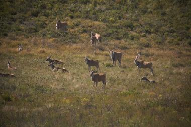Maison de vacances �/en/au mossel bay (Western Cape)ou appartement ou maison de vacances