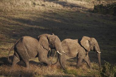 Maison de vacances �/en/au mossel bay (Western Cape)ou appartement ou maison de vacances