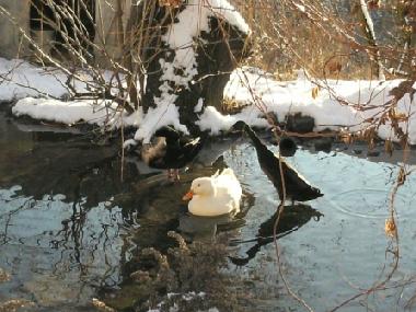 Appartement de vacances /en/au 8820 (stliche Obersteiermark)ou appartement ou maison de vacances