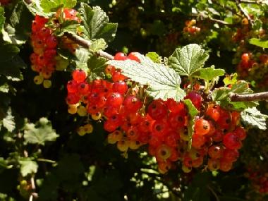 Appartement de vacances /en/au 8820 (stliche Obersteiermark)ou appartement ou maison de vacances