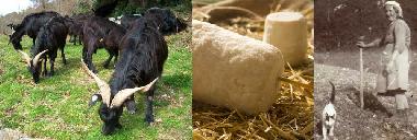 Appartement de vacances /en/au Tortorella (Salerno)ou appartement ou maison de vacances