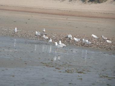 Chalet /en/au Bredene (Flandre)ou appartement ou maison de vacances
