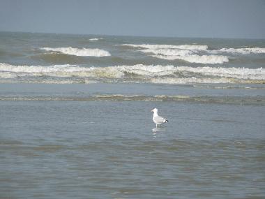Chalet /en/au Bredene (Flandre)ou appartement ou maison de vacances