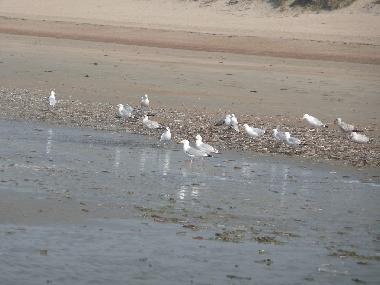 Chalet /en/au Bredene (Flandre)ou appartement ou maison de vacances