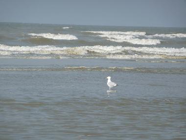 Chalet /en/au Bredene (Flandre)ou appartement ou maison de vacances