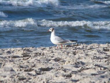 Appartement de vacances /en/au Ustka (Pomorskie)ou appartement ou maison de vacances