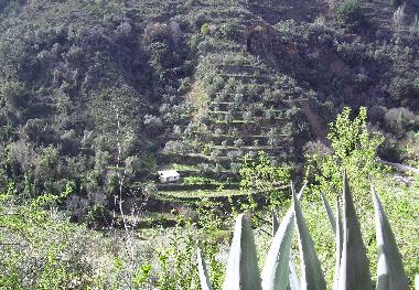Cultures en terrasses