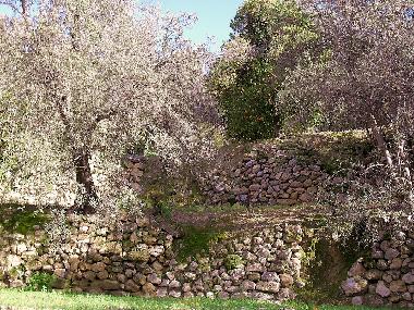 Oliviers et orangers