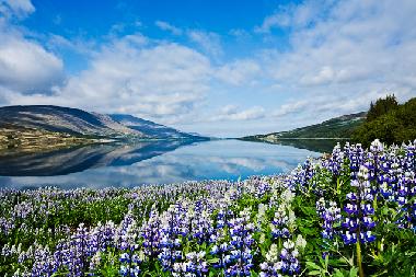 Maison de vacances �/en/au Borgarnes (Myrasysla)ou appartement ou maison de vacances