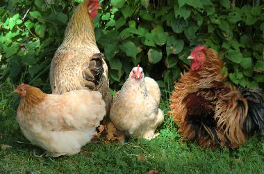 Maison de vacances �/en/au Holsbybrunn (Smaland)ou appartement ou maison de vacances