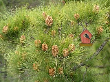 Appartement de vacances /en/au aguimes (Gran Canaria)ou appartement ou maison de vacances
