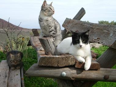 Appartement de vacances /en/au aguimes (Gran Canaria)ou appartement ou maison de vacances