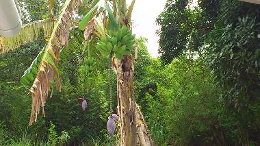 Je vis dans un pays tropical b�ni par Dieu