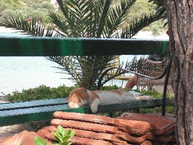 Appartement de vacances /en/au Orebic (Dubrovacko-Neretvanska)ou appartement ou maison de vacances