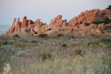 Maison de vacances /en/au Isola Rossa (Gallura )ou appartement ou maison de vacances