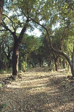 les ch�ne-li�ges du domaine