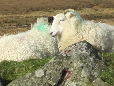 Maison de vacances �/en/au Louisburgh (Mayo)ou appartement ou maison de vacances