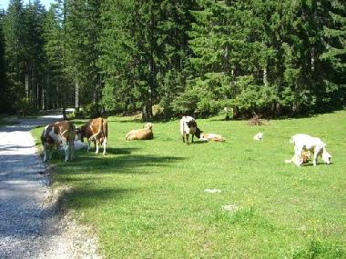 Maison de vacances �/en/au Feistritz (Klagenfurt-Villach)ou appartement ou maison de vacances