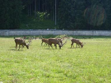 Appartement de vacances /en/au Feistritz (Klagenfurt-Villach)ou appartement ou maison de vacances