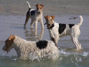 Maison de vacances �/en/au Denneville-Plage (Manche)ou appartement ou maison de vacances