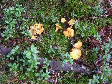 Maison de vacances �/en/au Valdemarsvik (�sterg�tland)ou appartement ou maison de vacances