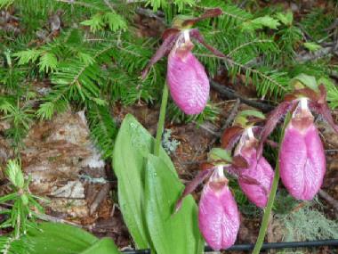 Villa �/en/au franquelin (Quebec)ou appartement ou maison de vacances