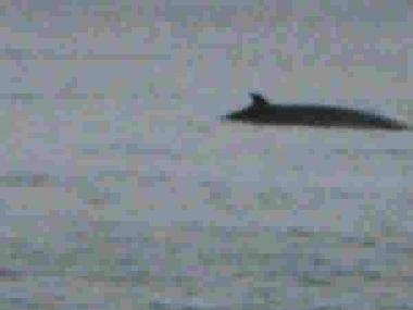 Villa �/en/au franquelin (Quebec)ou appartement ou maison de vacances