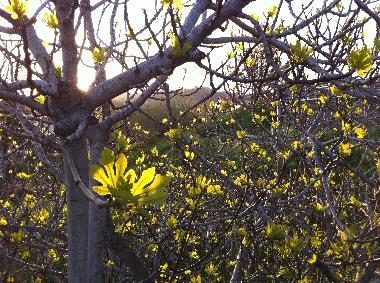 Villa /en/au Piani Cipressa (Imperia)ou appartement ou maison de vacances