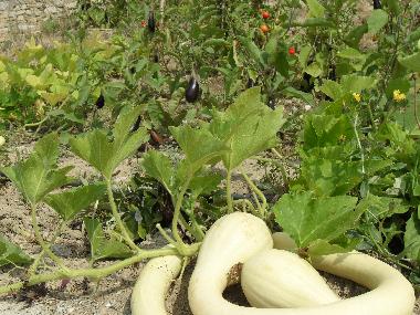 Villa /en/au Piani Cipressa (Imperia)ou appartement ou maison de vacances