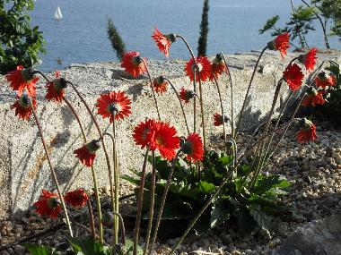Villa /en/au Piani Cipressa (Imperia)ou appartement ou maison de vacances