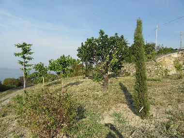 Villa /en/au Piani Cipressa (Imperia)ou appartement ou maison de vacances