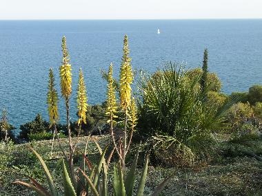 Villa /en/au Piani Cipressa (Imperia)ou appartement ou maison de vacances