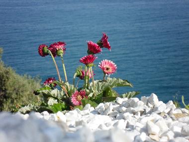 Villa /en/au Piani Cipressa (Imperia)ou appartement ou maison de vacances