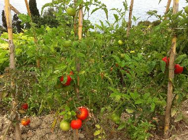 Villa /en/au Piani Cipressa (Imperia)ou appartement ou maison de vacances