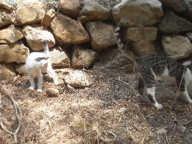 Chalet �/en/au Olympos (Antalya)ou appartement ou maison de vacances