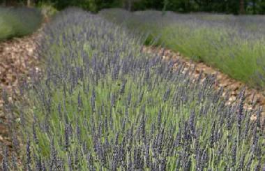 Villa /en/au Roussillon (Vaucluse)ou appartement ou maison de vacances