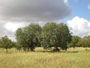 Maison de vacances /en/au Porreres (Mallorca)ou appartement ou maison de vacances