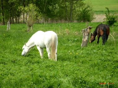 Maison de vacances �/en/au Mirow OT Qualzow (Mecklenburgische Seenplatte)ou appartement ou maison de vacances