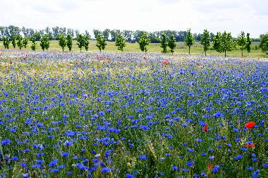 Maison de vacances �/en/au Mirow OT Qualzow (Mecklenburgische Seenplatte)ou appartement ou maison de vacances