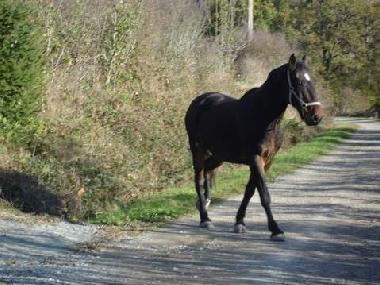 Chambre avec petit djeuner /en/au blot l
